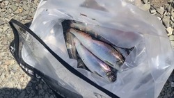 Селедка подошла к берегу в Корсаковском районе 