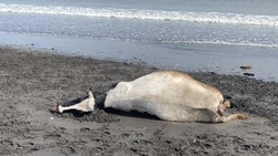 Умирающую корову обнаружили на побережье моря в Южно-Курильске