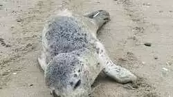 Рыбаки нашли слабого малыша нерпы и боятся, что он умрет