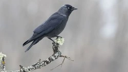 Народные приметы на 17 марта 2024: что нельзя делать в этот день