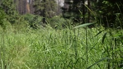 Синоптики уточнили прогноз погоды в Сахалинской области на 11 августа