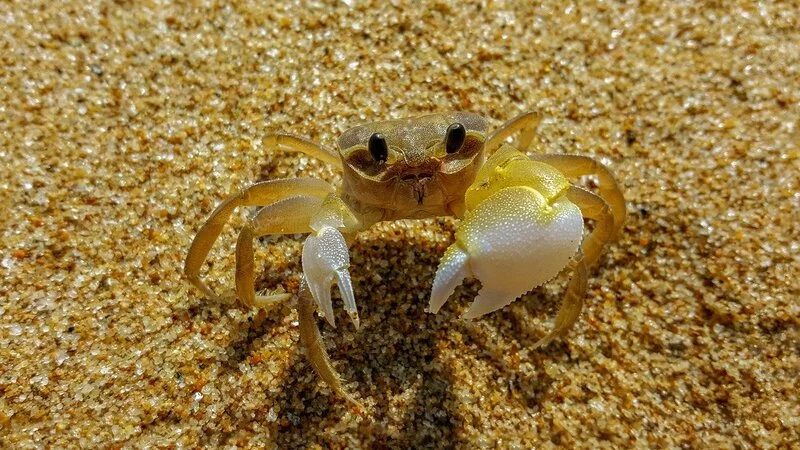 На Сахалине накрыли крабовый бизнес, Вьетнам откроют для туристов. Что произошло в России за ночь