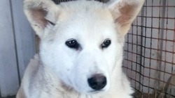 «Лишь бы прокормить»: собакам в сахалинском приюте требуется помощь и забота