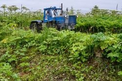 «Трудимся в оперативном режиме»: 13 гектаров борщевика уничтожили в Южно-Сахалинске