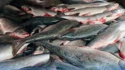 Горбушу по 92 рубля за килограмм привезут в Холмск вечером 29 августа 