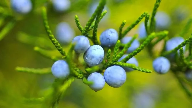 Муж и жена на Сахалине пошли за ягодой и заблудились в тайге
