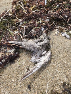 Множество перьев и мертвых птиц обнаружили на берегу Охотского моря 