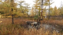 Сотрудники лесничества спасли застрявшего в проводах оленя в Охинском районе