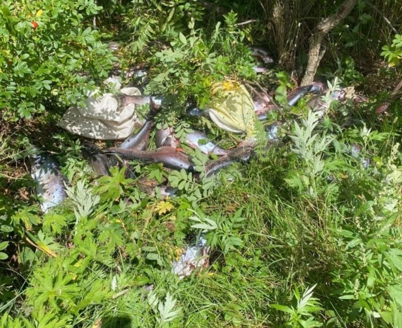 Горы потрошеной горбуши нашла женщина у моря в Долинском районе