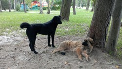 Лорд и Даша: популярные в Южно-Сахалинске бездомные собаки переехали в приют