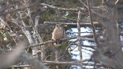 Призыв самца длится две секунды: ученые записали, как крутят любовь краснокнижные филины на Кунашире