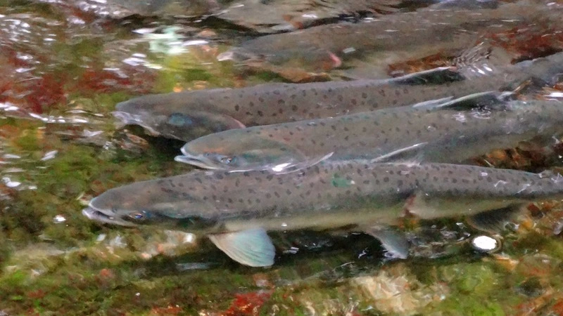 На Сахалине принимают беспрецедентные меры по спасению лососевых