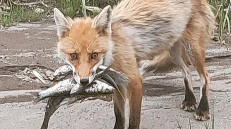 Лисицу с охапкой рыбы в зубах заметили на Курилах