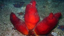 Компании Сахалина добывают источник молодости —  «морской помидор»