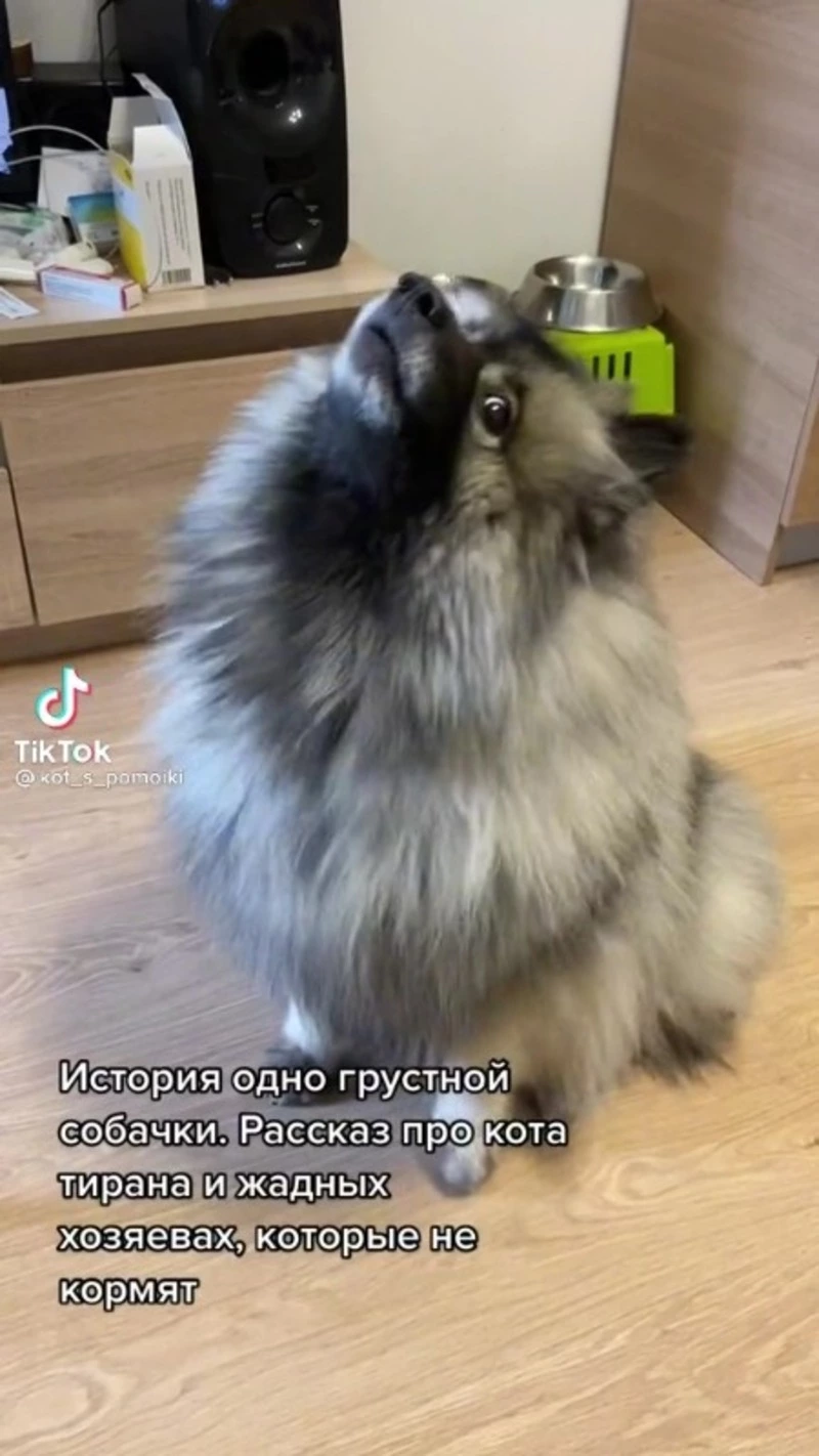 «Жадные хозяева»: собака пожаловалась на близких и рассказала про кота-тирана