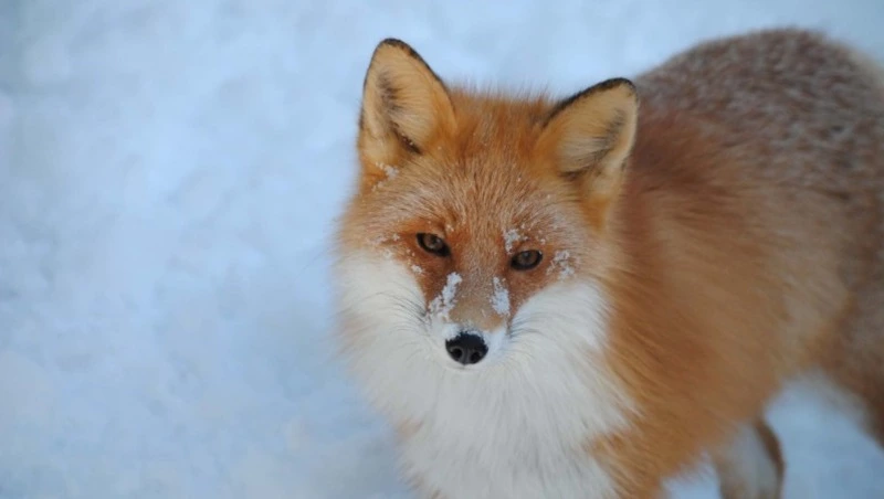 Лисица, соболь и ласка: специалисты подсчитали количество животных на Курилах