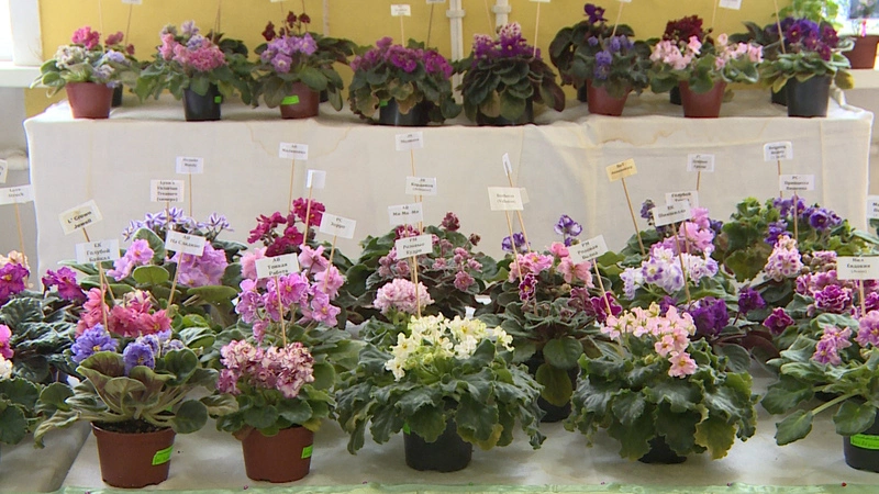 В Южно-Сахалинске продаются цветы, которые будут скучать по хозяевам