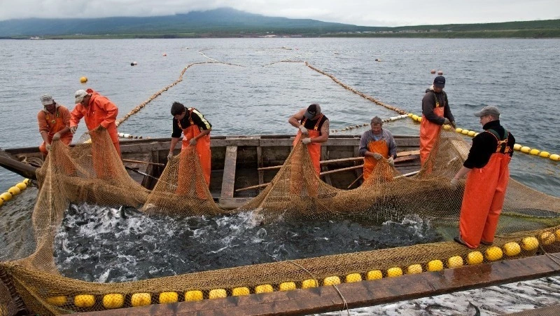 В путину на Северных Курилах включились все местные предприятия