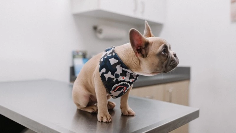 Недорого кастрировать питомцев предлагает сахалинцам приют «Пес и кот»