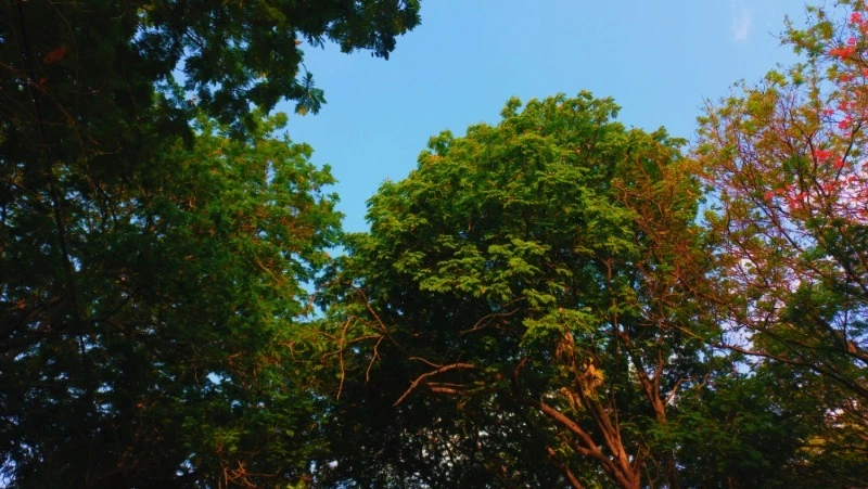 Тепло до +28 градусов прогнозируют синоптики в Южно-Сахалинске 24 июня