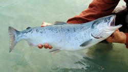 Сахалин бьет рекорды по количеству лососевых браконьеров