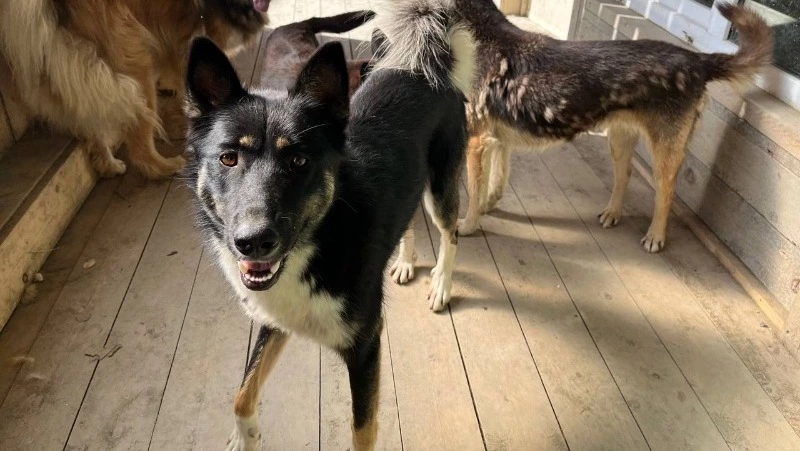 Активисты «Единой России» продолжают заботиться о животных сахалинского приюта «Пес и Кот»