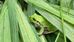 Сотрудники Курильского заповедника рассказали о лягушках, обитающих на островах
