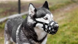 Жители Южно-Сахалинска одобрили штрафы за выгул собак без намордника