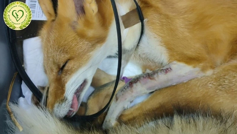 «Многочисленные переломы»: на Сахалине спасли двух сбитых лис