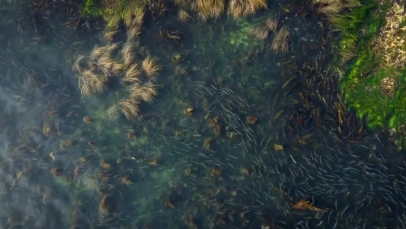 Ход горбуши с высоты птичего полета опубликовал сахалинский блогер