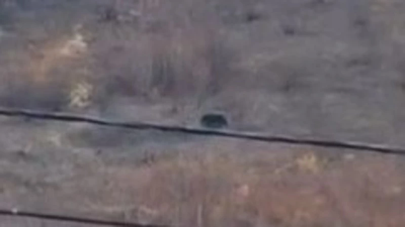 Медведя заметили в распадке в Невельске