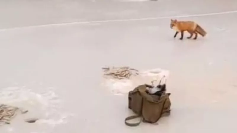 Бесстрашная лиса обворовала сахалинских рыбаков на льду реки