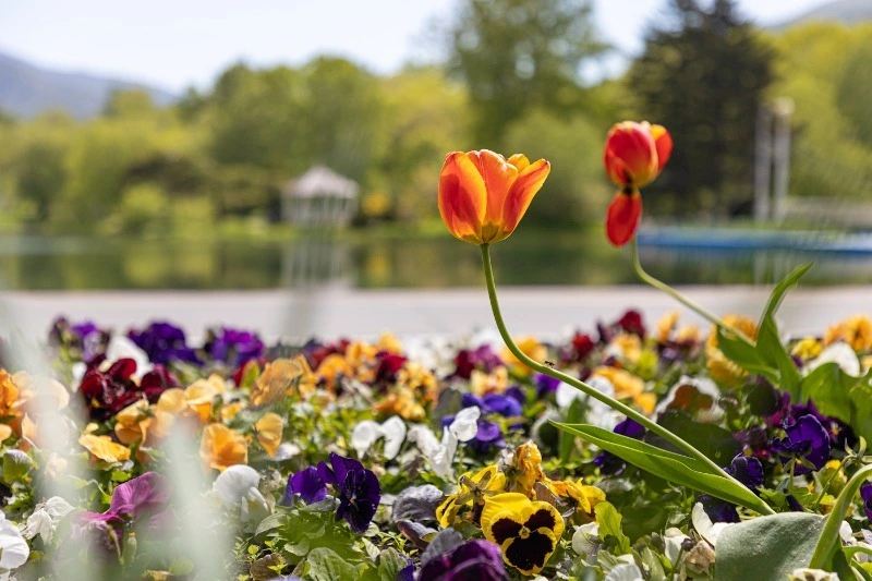 В Южно-Сахалинске проспект Победы украсили 40 тысяч цветов