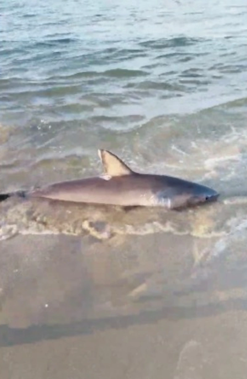 Мертвого акуленка обнаружили на берегу в районе Охотского