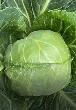 «Какова красота!»: первый урожай капусты собрали в Сахалинской области 