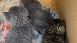 «Неделю обещают дождливую и холодную»: трое бездомных котят ищут дом на Сахалине