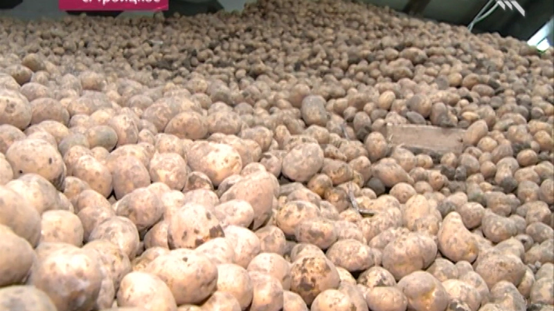 Стабильный урожай - стабильные цены