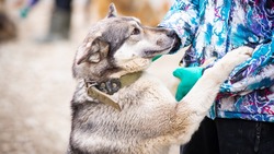 Зоопсихолог рассказала жителям Сахалина об особенностях воспитания собак из приюта