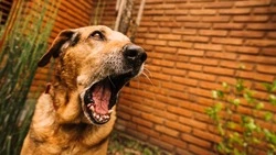 Бродячая собака укусила маленькую девочку за бедро в Рязанской области