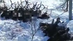 «Это грязный бизнес»: охотник прокомментировал массовое убийство оленей на Сахалине