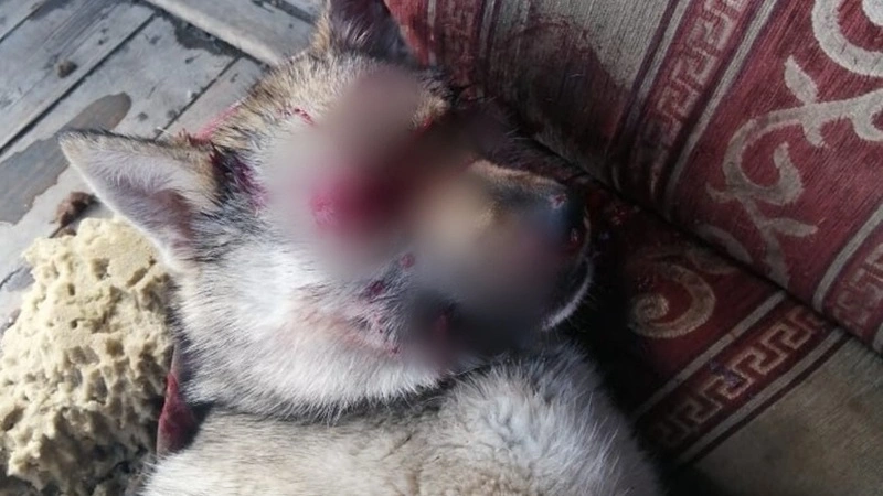 На Сахалине прохожий до смерти забил сторожевую собаку на привязи хозяйской лопатой