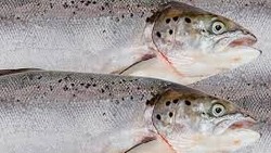 Прогноз на путину-2022 озвучили на Сахалине — каким будет подход лосося?