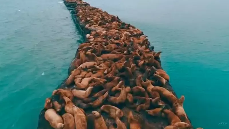 "Кишмя кишат". Мини-фильм о сивучах снял сахалинец