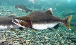 Шесть районов Сахалинской области вышли на лососевую путину 2022 года