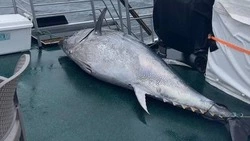 Огромного тунца поймали рыбаки на Курилах 