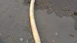 На побережье Парамушира нашли жуткую водоросль, похожую на червя