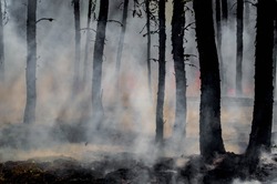 Режим ЧС из-за лесного пожара отменили в Охинском районе