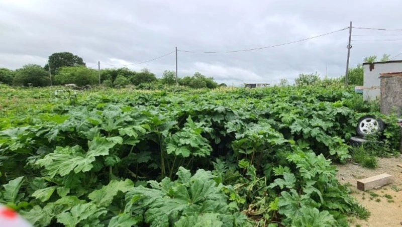Ядовитое растение заполонило территорию у жилых домов в Новой Деревне