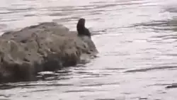 Шустрая норка устроила заплыв на глазах у сахалинца