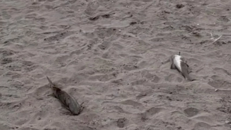 Люди руками ловили горбушу в бухте Тихой на Сахалине